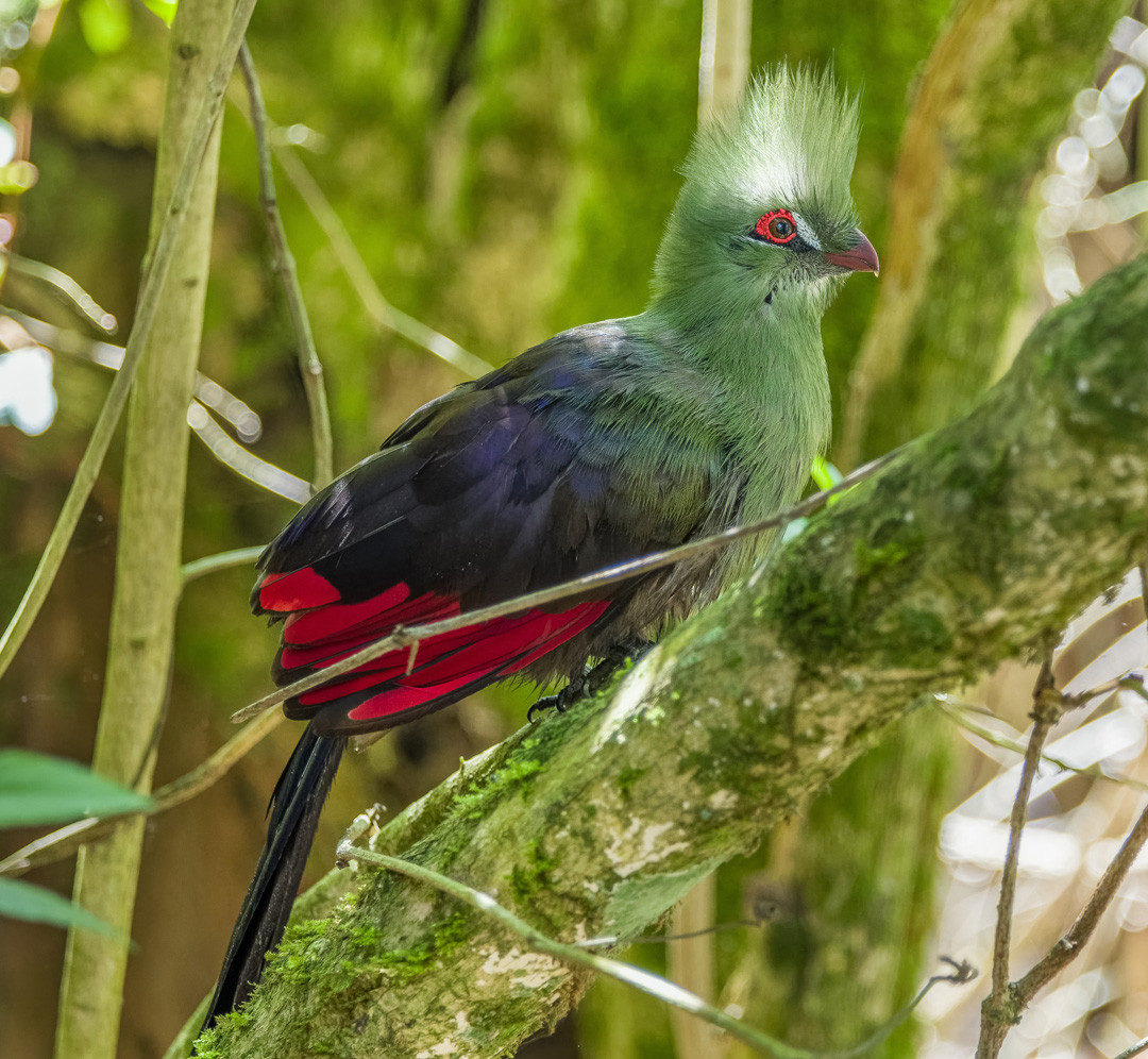 image Livingstone's Turaco
